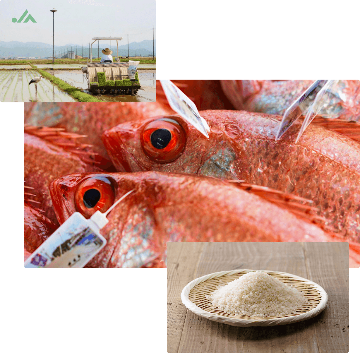 地産地消の米や海産物