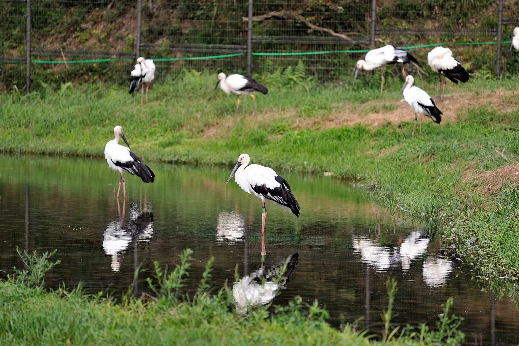 兵庫県立コウノトリの郷公園のコウノトリ