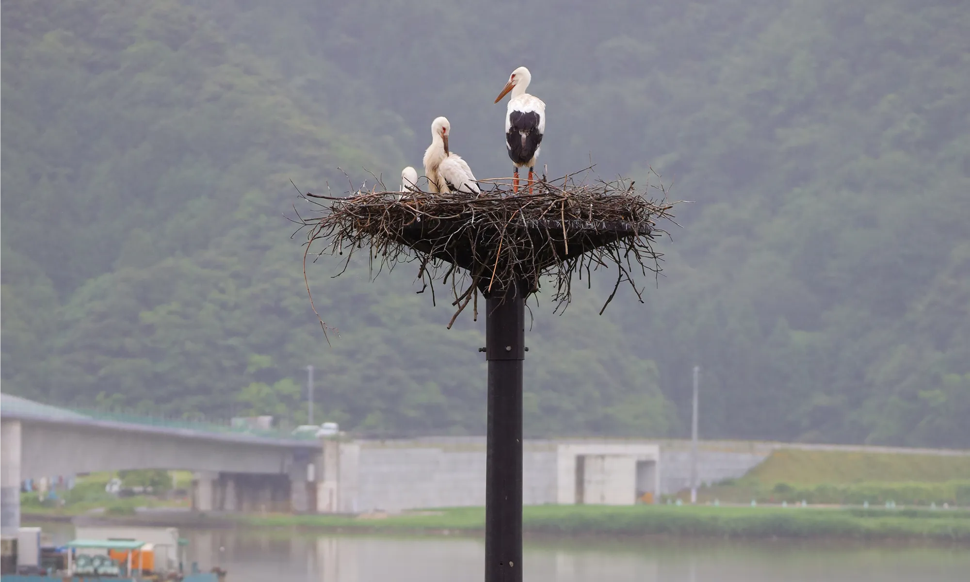 コウノトリ