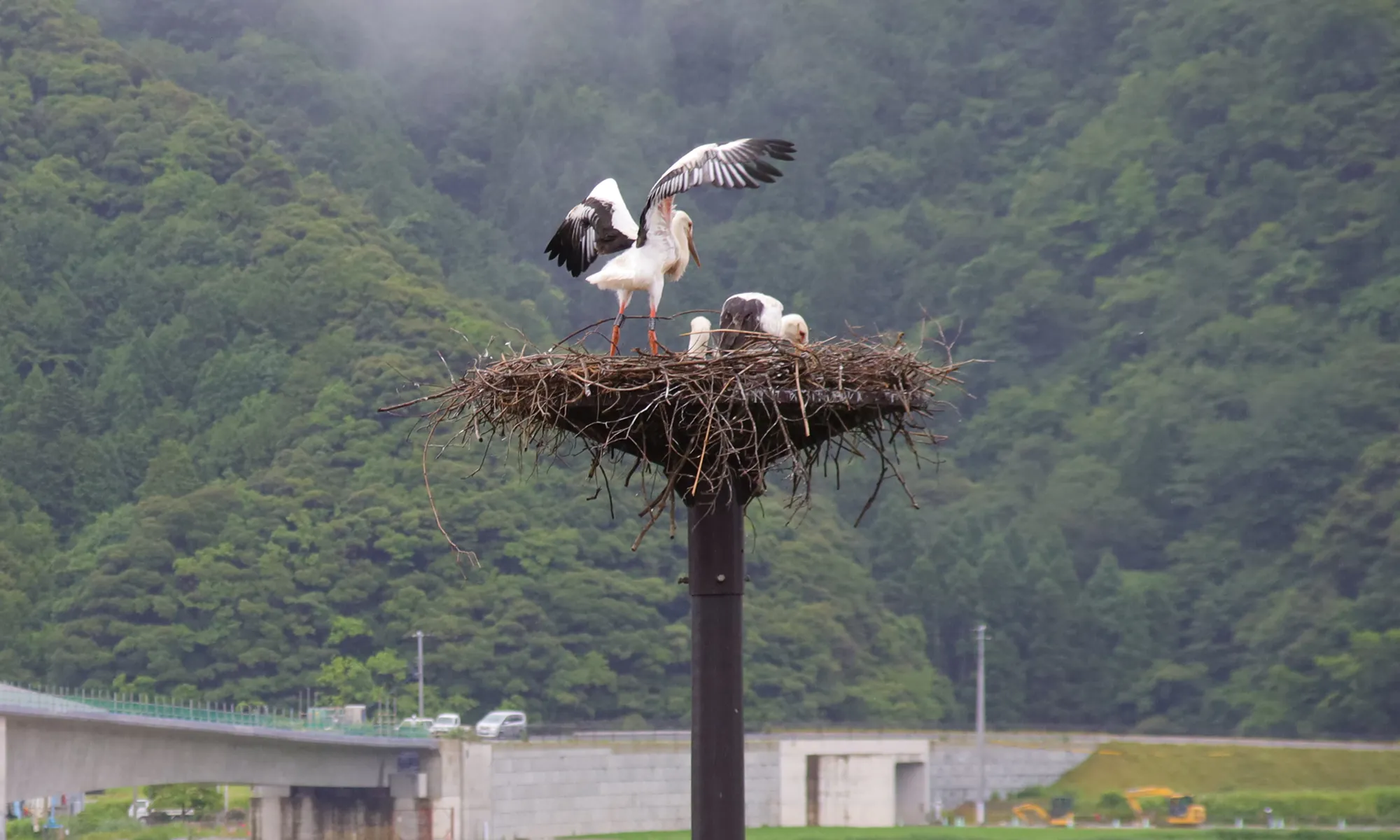 コウノトリ