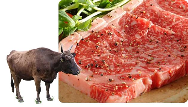 但馬牛